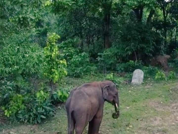 Elephant's body found in Ramgarh forest of Jharkhand Both Tusk are missing Jharkhand News: रामगढ़ के जंगल में मिला हाथी का शव, दोनों दांत हैं गायब, मौत पर अधिकारियों ने कही यह बात