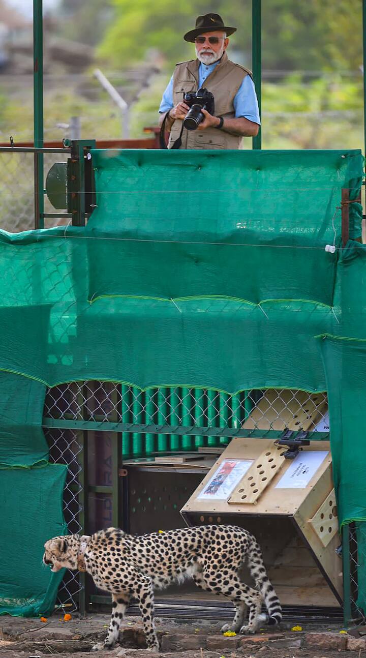 PM Modi arrived at the Gwalior airport from New Delhi and then left for Kuno National Park (KNP) in the Sheopur district. He then released the cheetahs into quarantine enclosures. (Image Source: PTI)
