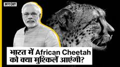 African Cheetah in India: कितना मुश्किल होगा Kuno National Park में चीता को पालना? PM Modi Birthday
