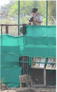 Pics : ਗਵਾਲੀਅਰ ਦੀ ਧਰਤੀ 'ਤੇ ਉਤਰੇ ਚੀਤਿਆਂ ਦੀਆਂ ਪਹਿਲੀਆਂ ਤਸਵੀਰਾਂ ਆਈਆਂ ਸਾਹਮਣੇ, ਦੇਖੋ ਪੀਐਮ ਮੋਦੀ ਨੇ ਕਿਵੇਂ ਕੀਤਾ ਜਨਮਦਿਨ Celebrate