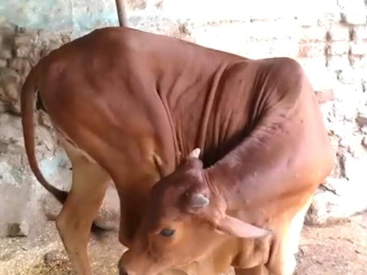 Indore News: इंदौर में लंपी वायरस पसार रहा पैर, एक गाय की मौत के बाद ग्रामीणों में डर का माहौल MP News Indore a cow has died due to lumpi virus So far 850 cows have been vaccinated ANN Indore News: इंदौर में लंपी वायरस पसार रहा पैर, एक गाय की मौत के बाद ग्रामीणों में डर का माहौल