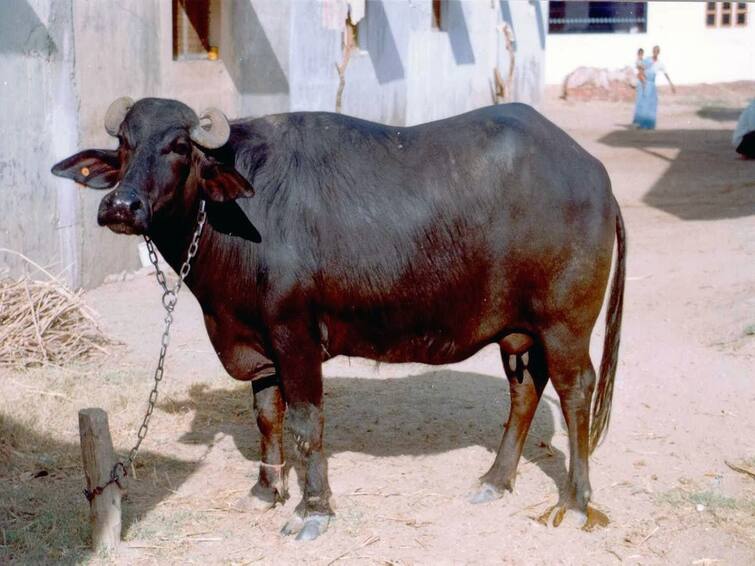 Banni buffalo also known as Kutchi or Kundi know speciality of it Dairy Farming: કચ્છના રણની શાન છે બન્ની ભેંસ, PM મોદીએ ગણાવી તેની ખાસિયત તો દંગ રહી ગઈ દુનિયા