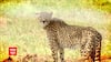 India got the gift of 8 Cheetahs on PM Modi's Birthday