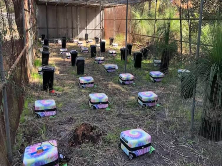 Australia: Nearly 70 dead bodies left to decompose in suitcases to help catch killers சூட்கேஸுக்குள் பன்றிகளின் உடல்களை அடைத்த ஆராய்ச்சியாளர்கள்.. எதனால் தெரியுமா..?