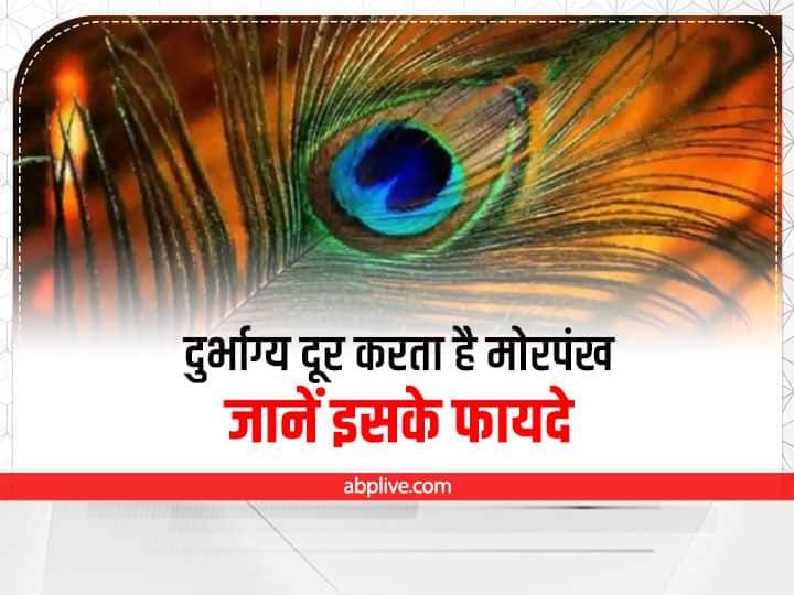 mor pankh vastu tips peacock feathers in home directions benefits Mor Pankh Tips: हाथ में नहीं टिकता पैसा? काम आएगा मोर पंख से जुड़ा ये खास उपाय