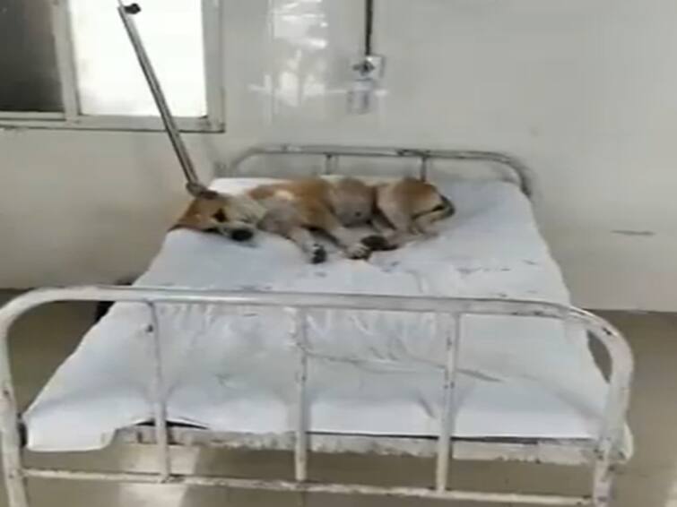 Video of Dog on MP Hospital Bed Goes Viral; 'Worrisome Health System' Says Congress Watch video : நோயாளிகளின் படுக்கையில் ஆழ்ந்து தூங்கும் நாய் ! - சர்ச்சைக்குள்ளாகும் வைரல் வீடியோ!