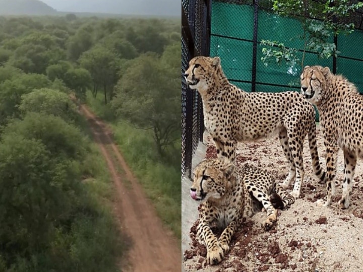 PM Modi Release Cheetahs To Kuno National Park Special Arrangements Made For Protection Of Big Cats In MP | Kuno National Park: कूनो नेशनल पार्क में अब नजर आएंगे अफ्रीकन चीते, जानिए