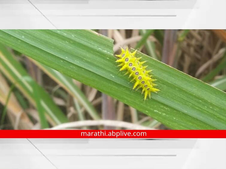 maharashtra News Aurangabad News Caterpillar worm bites the farmers a new crisis before farmers Aurangabad: घोणस अळीचा शेतकऱ्यांना चावा, बळीराजासमोर नवं संकट