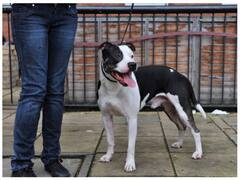 पालतू कुत्तों के बढ़ते हमलों ने किया परेशान, अब चोरी छिपे हेवी ब्रीड के डॉग्स को रात में लावारिस छोड़ रहे लोग