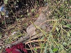 12 फीट लंबा, 200 किलो का वजन, कोटा में पहली बार रेस्क्यू किया गया घड़ियाल