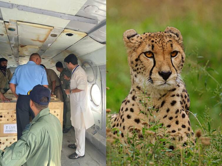 Plane carrying Cheetahs from Namibia lands near Gwalior after seven decades Cheetahs In India: বায়ুসেনার কপ্টারে গ্বালিয়র এসে পৌঁছল ৮ চিতা, খাঁচা খুলে অরণ্যে ছাড়বেন খোদ মোদি