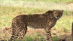 PM Modi releases cheetahs at Kuno National Park in Madhya Pradesh | Abp news