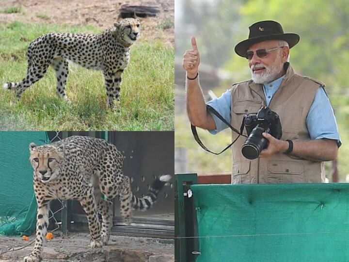 देश के प्रधानमंत्री नरेंद्र मोदी ने अपने 72वें जन्मदिन के मौके पर देश को 8 चीतों की सौगात दी है. ग्वालियर के कूनो नेशनल पार्क में पीएम मोदी ने नामीबिया से आए 8 चीतों को छोड़ा है.