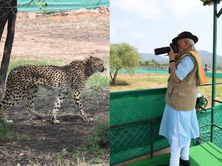 पीएम मोदी ने शनिवार को चीतामित्रों से मुलाकात की. मध्य प्रदेश सरकार ने चीतों को लाने से पहले चीतामित्रों की नियुक्ति की है.