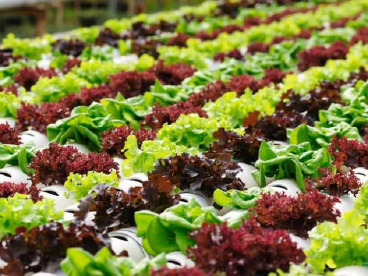 Cultivating 4 exotic vegetables in hydroponics will help to earn profit cafe restaurants Vegetable Farming: हाइड्रोपोनिक्स में बंपर पैदावार देती हैं ये 4 विदेशी सब्जियां, कैफे-रेस्त्रां में बनी रहती है डिमांड