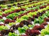 Vegetable Farming: हाइड्रोपोनिक्स में बंपर पैदावार देती हैं ये 4 विदेशी सब्जियां, कैफे-रेस्त्रां में बनी रहती है डिमांड
