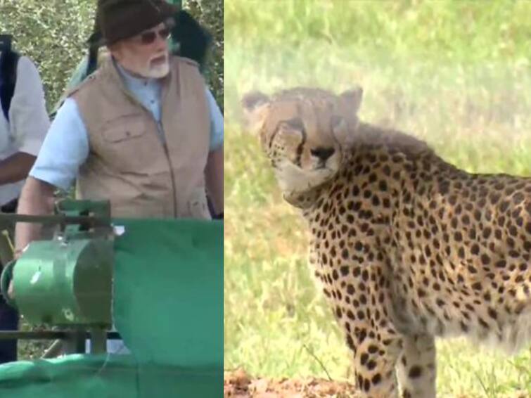 Cheetahs In India PM Modi Releases 8 cheetahs in MP Kuno national park PM Modi releases Cheetahs: பிறந்த நாளில் சிவிங்கிப் புலிகளை நாட்டில் மீண்டும் அறிமுகம் செய்த பிரதமர் மோடி!