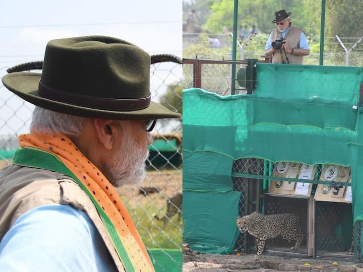 PM Narendra Modi Says India Rehabilitating Cheetahs With New Energy, Releases 8 Cheetahs At MP's Kuno National Park PM Narendra Modi: చీతాలకు కొత్త ఉత్సాహం వచ్చింది, ఈ శ్రమ వృథా కావద్దు - ప్రధాని మోదీ