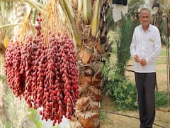 खजूर ने चमकाई 10वीं पास किसान की किस्मत, अब ऑर्गेनिक फार्मिंग से कमा रहे लाखों