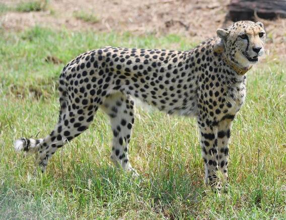 ચિત્તાને લઈ PM મોદીએ કહી આ વાત