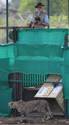 Pics: ग्वालियर की धरती पर उतरे चीतों की पहली तस्वीरें आईं सामने, देखें PM मोदी ने कैसे किया सेलिब्रेट