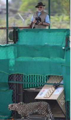 Pics : ਗਵਾਲੀਅਰ ਦੀ ਧਰਤੀ 'ਤੇ ਉਤਰੇ ਚੀਤਿਆਂ ਦੀਆਂ ਪਹਿਲੀਆਂ ਤਸਵੀਰਾਂ ਆਈਆਂ ਸਾਹਮਣੇ, ਦੇਖੋ ਪੀਐਮ ਮੋਦੀ ਨੇ ਕਿਵੇਂ ਕੀਤਾ ਜਨਮਦਿਨ Celebrate