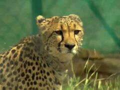 PM Modi Birthday: बर्थडे पर PM Modi ने देशवासियों को दिया रिटर्न गिफ्ट, नामबिया से आए चीतों को कूनो नेशनल पार्क में छोड़ा, देखें तस्वीरें