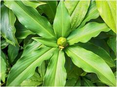 Insulin Plant: ఈ మొక్కల ఆకులను రోజుకు రెండు నమిలితే చాలు, డయాబెటిస్ పెరగదు