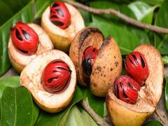 किसानों के लिए बड़े काम का है औषधि जैसा ये मसाला, उत्पादन इतना कि घर-आंगन भर जाएगा