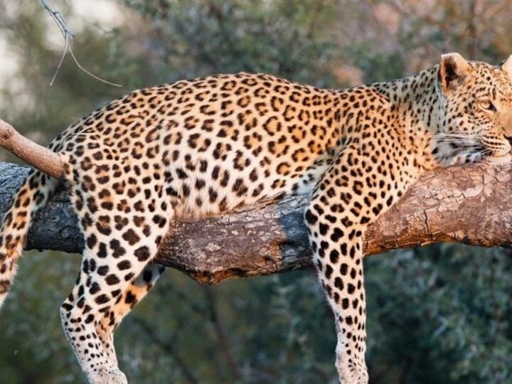 Cheetah vs Leopard : சிவிங்கிப்புலிக்கும், சிறுத்தைக்கும் என்ன வித்தியாசம்..? எப்படி கண்டுபிடிப்பது..? இது தெரியுமா?