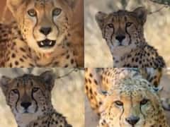 Cheetah Relocation Plan: ఇకపై భారత్‌లో చీతాల గాండ్రింపు, ప్రధాని మోదీ చేతుల మీదుగా నేషనల్‌ పార్క్‌లోకి
