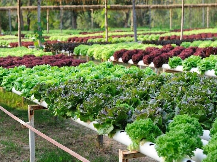 Vegetable Farming: हाइड्रोपोनिक्स में बंपर पैदावार देती हैं ये 4 विदेशी सब्जियां, कैफे-रेस्त्रां में बनी रहती है डिमांड