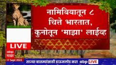 Project Cheetah : क्रेन, Ambulance, हेलिकॉप्टर आणि डॉक्टर, चित्त्यांना अभयारण्यात सोडण्यासाठी यंत्रणा सज्ज