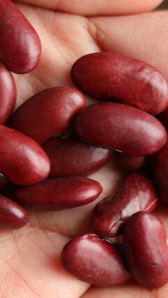 Health Tips : रोजच्या जेवणातील राजम्याचे 'हे' आहेत आश्चर्यकारक फायदे