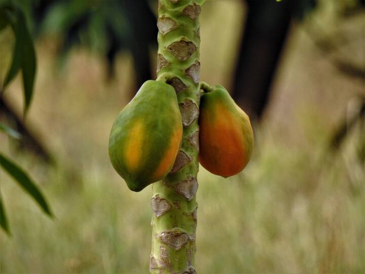 এক চা চামচ অ্যালোভেরা জেল, এক চা চামচ মধু এবং ২ চামচ পেঁপে বাটা একটি বাটিতে মিশিয়ে নিন। তার সঙ্গে কয়েক ফোঁটা লেবুর রস মিশিয়ে নিন। এবার ৫-১০ মিনিট মুখে ভাল করে ম্যাসাজ করুন, তার পর ধুয়ে ফেলুন। দারুণ কার্যকরী হবে এটি।
