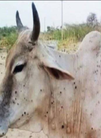 पशुधनाच्या औषधांचा खर्च शासन करणार