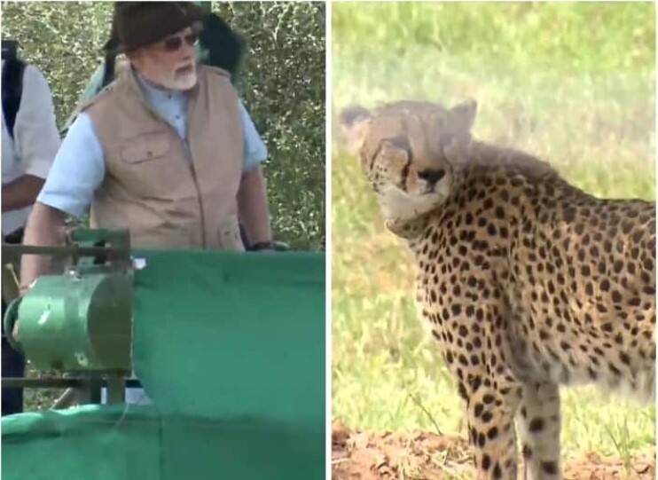 Cheetah in India PM Narendra Modi releases 8 cheetahs in MPs Kuno National Park Cheetah in India : भारतात 'चित्ता' परतला, पंतप्रधानांनी आठ चित्ते कुनो अभयारण्यात सोडले