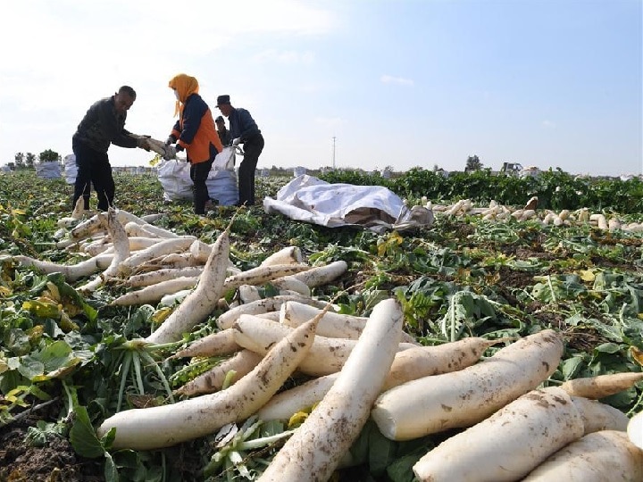 Radish Cultivation: सिर्फ 10,000 का खर्च और 1.5 लाख तक की कमाई, इस खास तरीके से ही करें मूली की खेती