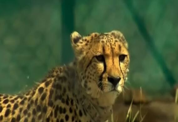 કુનો નેશનલ પાર્કમાં આવેલા આઠ ચિત્તાઓનું કેવી રીતે કરાશે મોનિટરિંગ?, જુઓ આખી વિગત