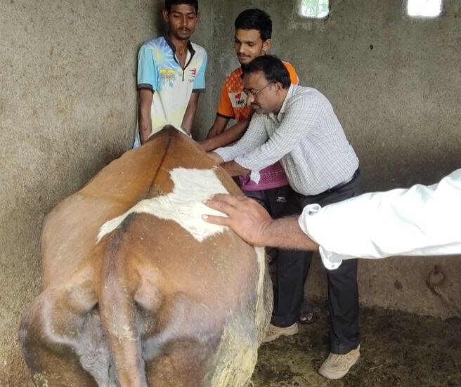 Lumpy Skin Disease : लम्पी स्कीनबाबत विद्यार्थ्यांच्या माध्यमातून शिक्षक करतायेत जनजागृती, अहमदनगरमधील गुंडेगाव शाळेचा उपक्रम