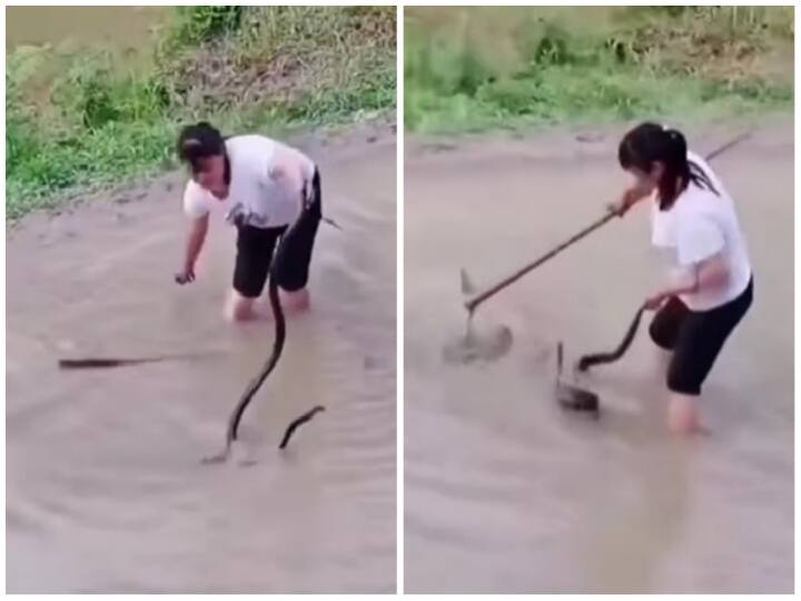 woman caught the poisonous snake that came out in the field Video: खेत में निकले जहरीले सांप को महिला ने दौड़ाकर पकड़ा, यूजर्स बोले- खतरों की खिलाड़ी