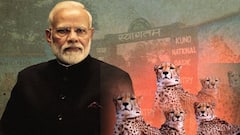 Kuno National Park Cheetahs : ప్రధాని మోదీకి భారీ బర్త్ డే గిఫ్టు | DNN | ABP Desam