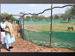 'Cheetahs Are Our Guest': PM Modi Releases Felines Into Their New Home | IN PICS