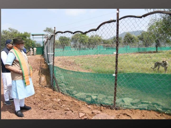Prime Minister Narendra Modi released cheetahs flown in from Namibia into a special enclosure at the Kuno National Park (KNP) in Madhya Pradesh. (Source: Twitter@narendramodi)