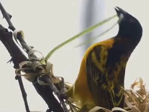 weaver bird sewing nest bird making nest viral video Viral Video: ਟਹਿਣੀ 'ਤੇ ਆਲ੍ਹਣਾ ਬਣਾਉਂਦੇ ਨਜ਼ਰ ਆਈ ਚਿੜੀ, ਚੁੰਝ ਨਾਲ ਘਾਹ ਨੂੰ ਧਾਗੇ ਵਾਂਗ ਜੋੜ ਕੇ ਕੀਤੀ ਸਿਲਾਈ!