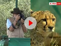PM मोदी ने ग्वालियर के कूनो नेशनल पार्क में चीतों को छोड़ा, फिर खुद कैमरे से ली उनकी तस्वीर