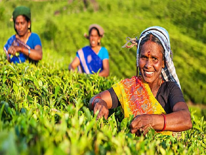 Bihar government giving 50 percent subsidy to farmers for tea cultivation Subsidy Offer: अब बिहार में भी उगा सकते हैं असम की मशहूर चाय, यहां किसानों को मिल रही है 50% सब्सिडी
