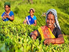 अब बिहार में भी उगा सकते हैं असम की मशहूर चाय, यहां किसानों को मिल रही है 50% सब्सिडी