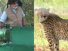 PM Modi Birthday: बर्थडे पर PM Modi ने देशवासियों को दिया रिटर्न गिफ्ट, नामबिया से आए चीतों को कूनो नेशनल पार्क में छोड़ा, देखें तस्वीरें