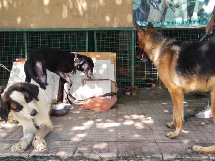 गौतमबुद्ध नगर में बनी सभी आरडब्ल्यूए की गवनिर्ंग बॉडी फेडरेशन ऑफ नोएडा रेजिडेंट्स वेलफेयर एसोसिएशन के प्रेसिडेंट ए. योगेंद्र शर्मा ने आईएएनएस से खास बातचीत करते हुए बताया की सरकार से और जिला प्रशासन से यह मांग की जाती है कि कुत्तों को पालने को लेकर जो कानून बने हुए हैं उन्हें और सख्त किया जाए ताकि लोग उन कानून का पालन ठीक से करें और साथ ही सड़कों और सोसाइटी में घूम रहे आवारा कुत्तों की नसबंदी करने वाली और यूनिट्स को बढ़ाया जाए.